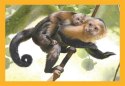 Clementoni: Puzzle 4w1 - Mamy i ich dzieci