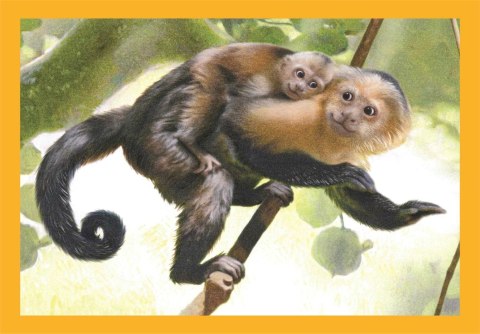Clementoni: Puzzle 4w1 - Mamy i ich dzieci