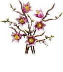 11510 | Gałązki magnolii