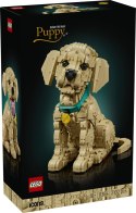 11384 | Szczeniak Golden Retriever