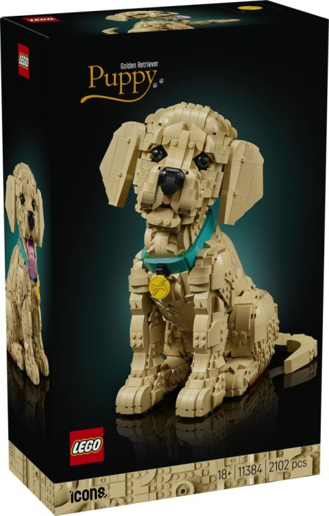 11384 | Szczeniak Golden Retriever