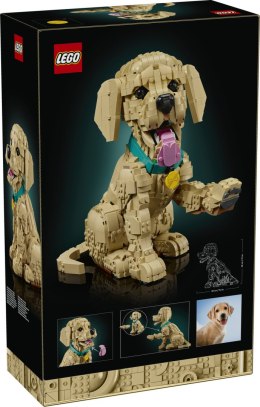 11384 | Szczeniak Golden Retriever