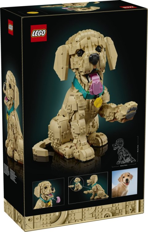 11384 | Szczeniak Golden Retriever