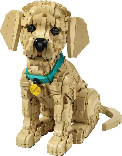 11384 | Szczeniak Golden Retriever