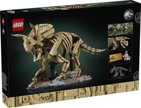 77985 | Szkielety dinozaurów: Triceratops