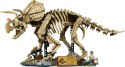77985 | Szkielety dinozaurów: Triceratops