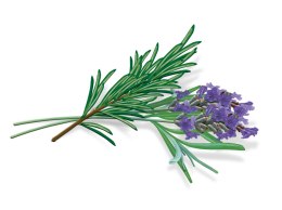 VICKS VAPOPADS VBR7 Pediatryczne wkładki zapachowe rozmaryn z lawendą, 7 sztuk