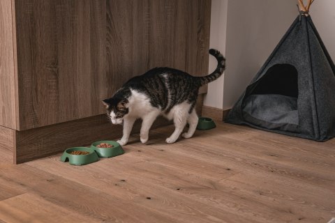 Miska płytka BEŻOWA FIBOO