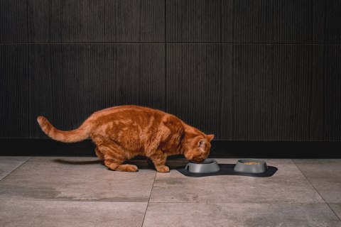 Miska płytka BEŻOWA FIBOO