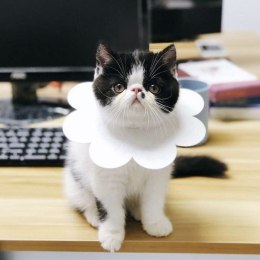 Miękki kołnierz pozabiegowy dla kota, psa, królika - biały, rozm. L