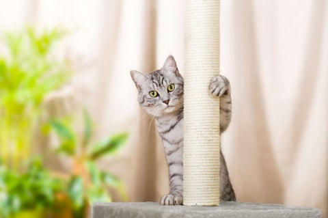 Drapak dla kota BENEK szary