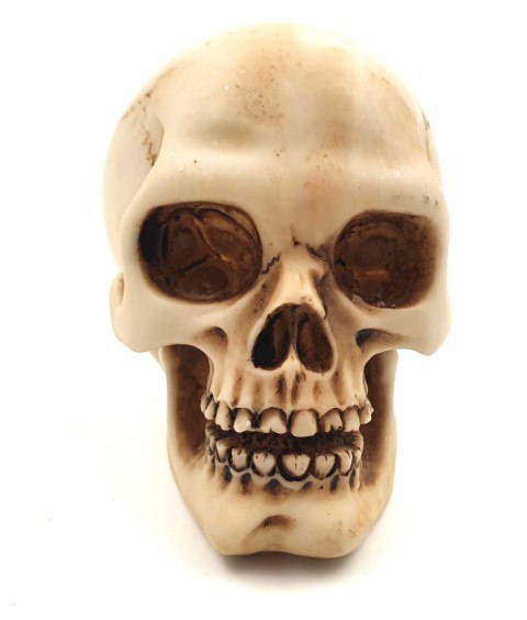 Czaszka Figurka Model Dekoracja Halloween Gadżet Prezent - MC-30683