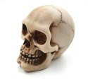 Czaszka Figurka Model Dekoracja Halloween Gadżet Prezent - MC-30683
