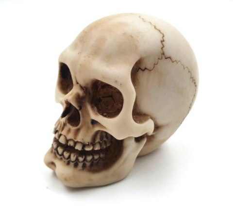 Czaszka Figurka Model Dekoracja Halloween Gadżet Prezent - MC-30683