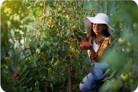 Tunel ogrodowy 2x3,5 m (7m2) Plonos