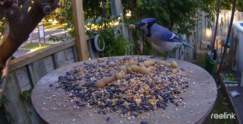 Kamera IP Reolink GO Series G330 camuflage z panelem solarnym