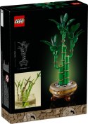 10344 | Dracena Sandera