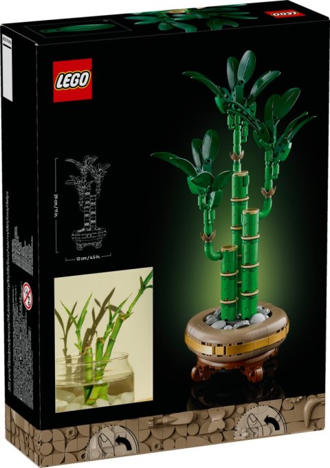 10344 | Dracena Sandera